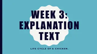 Life Cycle of a Chicken: Educational Journey