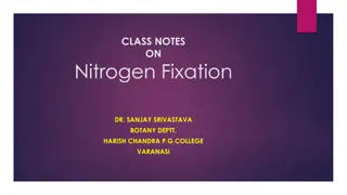 Understanding Nitrogen Fixation Process in Plants