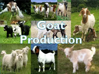 Goat Farming: Terminology, Breeds, and Management