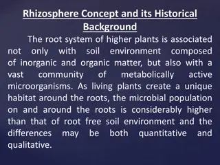 Rhizosphere: A Historical and Microbial Perspective