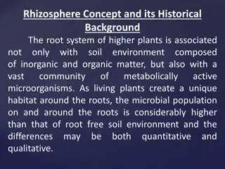 Understanding the Rhizosphere: A Historical and Microbial Perspective