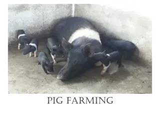 Advantages of Pig Farming for Sustainable Livelihood in Rural Areas