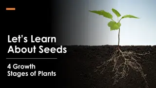 The 4 Growth Stages of Plants from Seed to Adult Plant