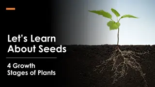 Understanding the 4 Growth Stages of Plants from Seed to Adult Plant