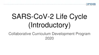 SARS-CoV-2 Life Cycle: An Overview