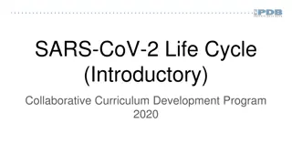 Understanding the SARS-CoV-2 Life Cycle: An Overview