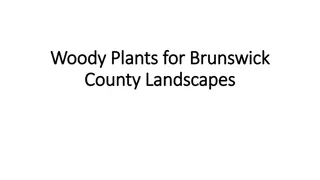 Essential Tips for Planting Woody Plants in Brunswick County Landscapes