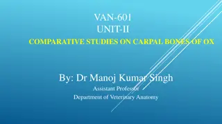Comparative Studies on Carpal Bones of Ox