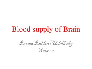 The Blood Supply of the Brain