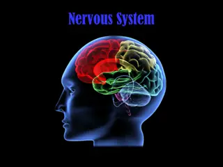 Comprehensive Overview of the Nervous System