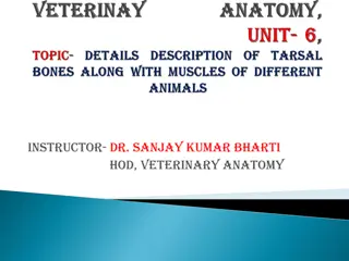 Tarsal Bone Anatomy in Veterinary Science