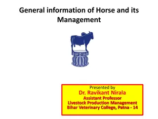 Horse Management and Common Terminology Overview