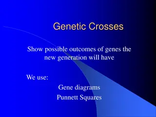 Genetic Crosses and Inheritance Patterns