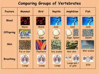 Comparing Groups of Vertebrates: Features and Differences