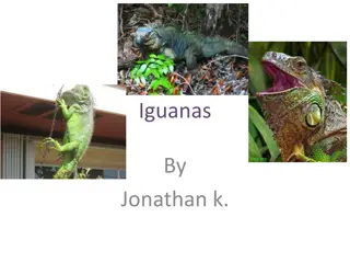Fascinating Facts About Iguanas: From Skills to Survival