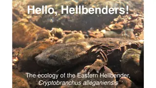 Understanding the Ecology of Eastern Hellbenders