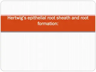 Formation of Hertwig's Epithelial Root Sheath in Tooth Development