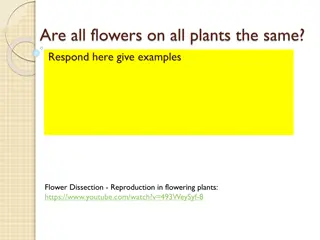 Flower Variations in Plants