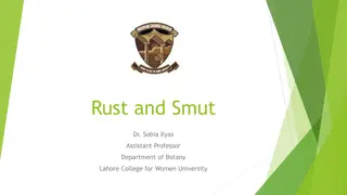 Rust and Smut Fungi in Basidiomycotina