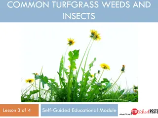 Turfgrass Management Education: Weeds, Insects, and IPM