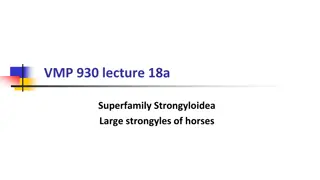 Large Strongyles in Horses: Superfamily Strongyloidea