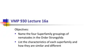 Overview of Superfamilies in Order Strongylida Nematodes