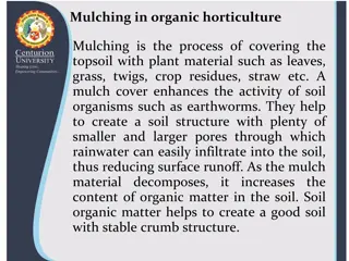 Understanding the Benefits of Mulching in Organic Horticulture