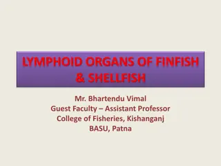 Overview of Lymphoid Organs in Finfish and Shellfish