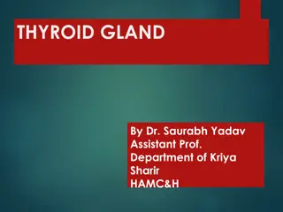 Thyroid Gland: Functions and Hormone Synthesis