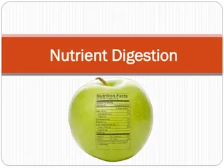 Understanding Nutrient Digestion and Absorption Process