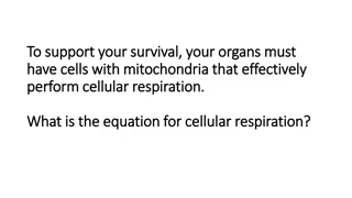 Cellular Respiration and Oxygen Delivery