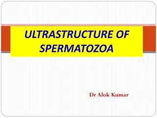 Understanding the Ultrastructure of Spermatozoa and Their Components