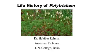 Life History of Polytrichum: Insights from Dr. Habibur Rahman