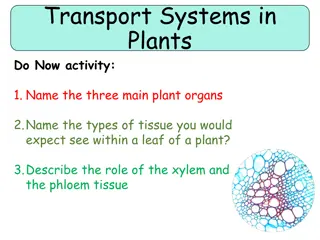 Understanding Plant Transport Systems: Organs, Tissues, and Functions