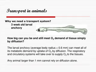 Importance of Transport System in Animals for Oxygen Supply