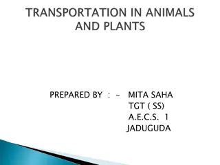 Understanding the Circulatory System in Animals and Plants