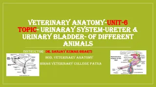 Veterinary Anatomy of Urinary System in Different Animals