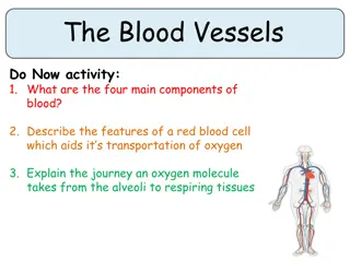 Blood Vessels and Circulation