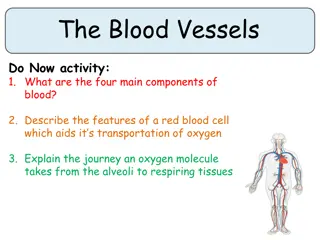 Understanding Blood Vessels and Circulation