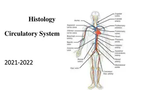 The Circulatory System: A Detailed Overview