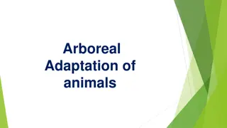 Arboreal Adaptation of Chameleons
