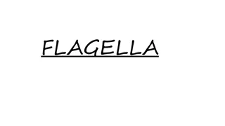 Bacterial Flagella: Structure and Function