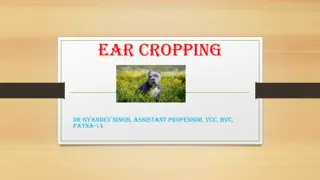 Ear Cropping: Overview, Procedure, and Legal Status in Veterinary Practice