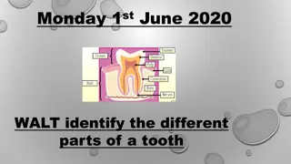 The Different Parts of a Tooth