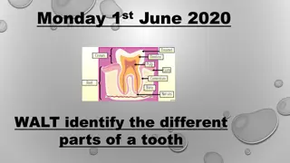 Understanding the Different Parts of a Tooth