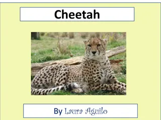 Discover the Fascinating World of Cheetahs