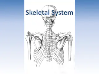 Exploring the Human Skeletal System