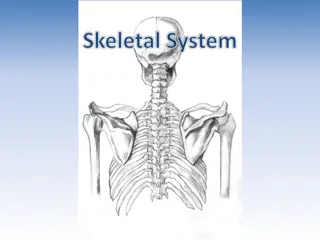 Human Skeletal System