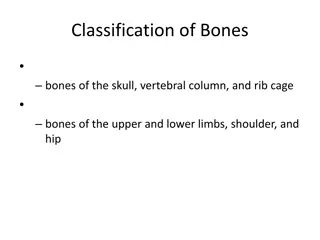 Bones: Classification, Functions, and Markings