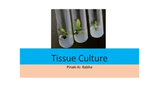 Plant Tissue Culture: Methods and Requirements